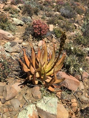 Aloe microstigma microstigma