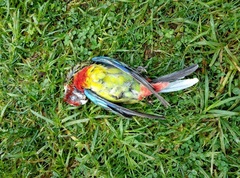 Platycercus eximius eximius