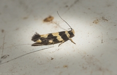 Macrobathra trithyra