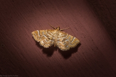 Musotima ochropteralis
