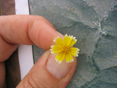 Layia platyglossa