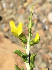 Melolobium candicans