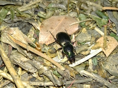 Megadromus antarcticus