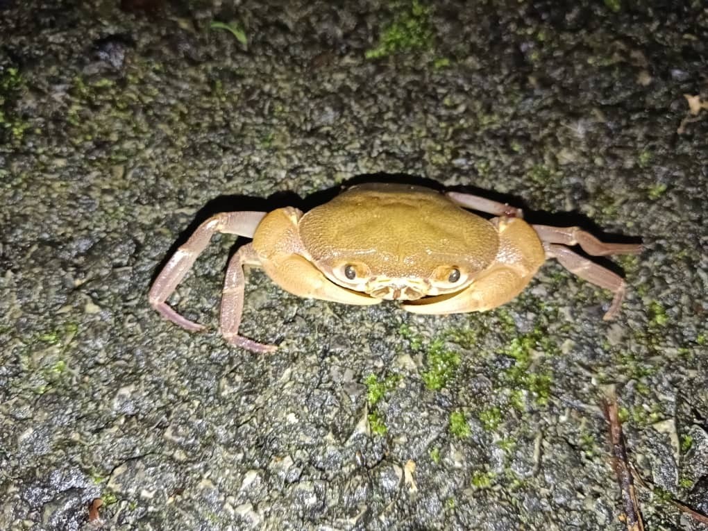 Isolapotamon bauense