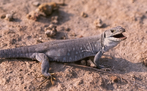 Jewelled Lizard, Timon lepidus