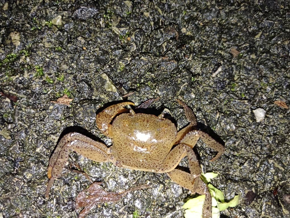 Perithelphusa