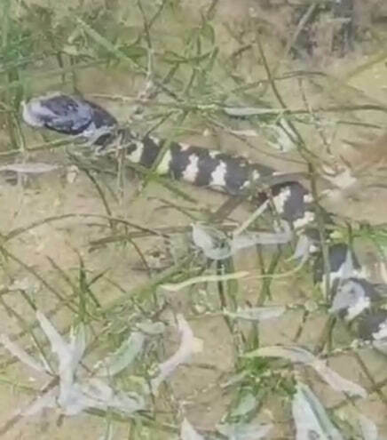 Eydoux' Sea Snake