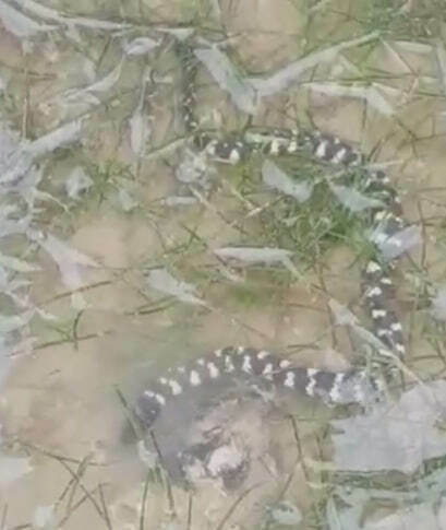 Photo of a Marbled Sea Snake (Aipysurus eydouxii)