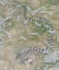 Eydoux' Sea Snake photo 3