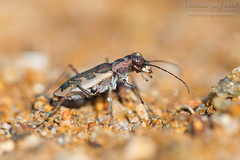 Cephalota chiloleuca