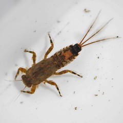Ephemerella subvaria