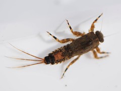 Ephemerella subvaria