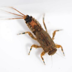 Ephemerella subvaria