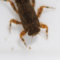 Ephemerella subvaria