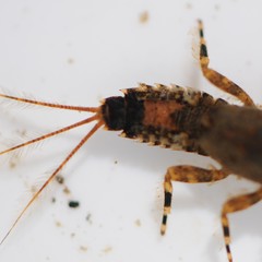 Ephemerella subvaria