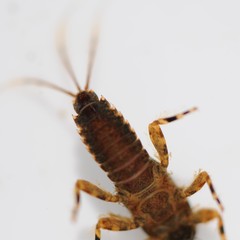 Ephemerella subvaria