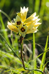 Eulophia welwitschii