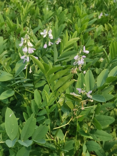 Professor-weed (Galega officinalis)