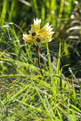 Eulophia welwitschii