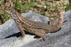 Leiocephalus carinatus