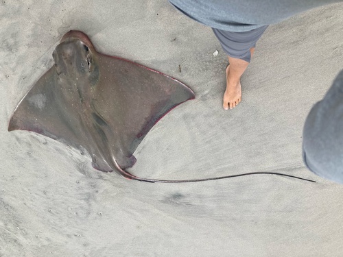 Blue-nosed ray (Myliobatis freminvillei) — Myliobatidae — 5