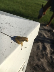 Osteopilus septentrionalis