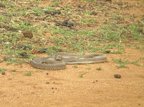 Ashe's Spitting Cobra