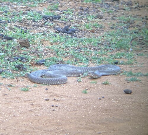 Ashe's Spitting Cobra