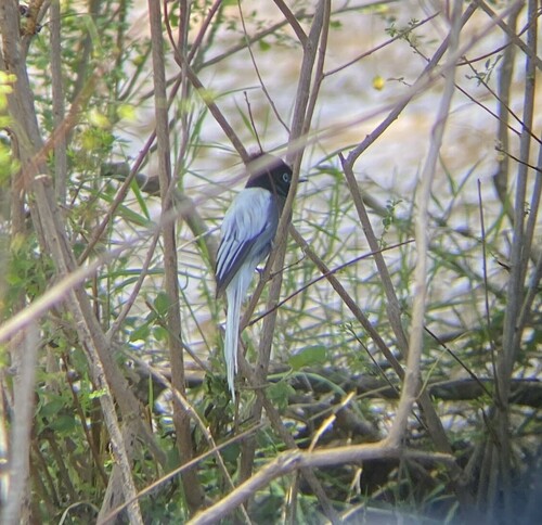 African Paradise Flycatcher (Terpsiphone viridis), photo 7