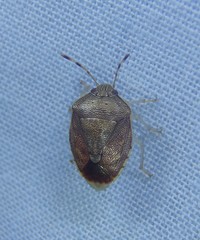 Menida spectabilis