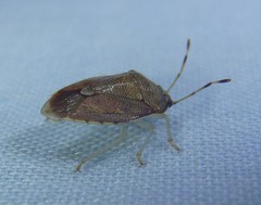 Menida spectabilis
