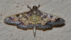 Diacme elealis