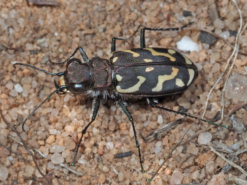 Lambda Tiger Beetle