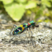 Chinese Tiger Beetle - Photo (c) Yu Ching Tam, some rights reserved (CC BY-NC-ND), uploaded by Yu Ching Tam