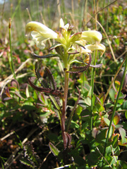 Pedicularis lapponica