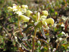 Pedicularis lapponica