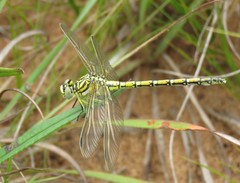 Ceratogomphus pictus