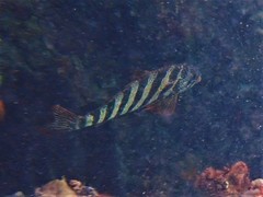 Goniistius rubrolabiatus