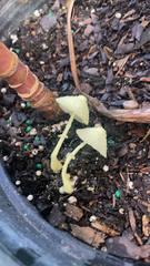 Leucocoprinus birnbaumii image