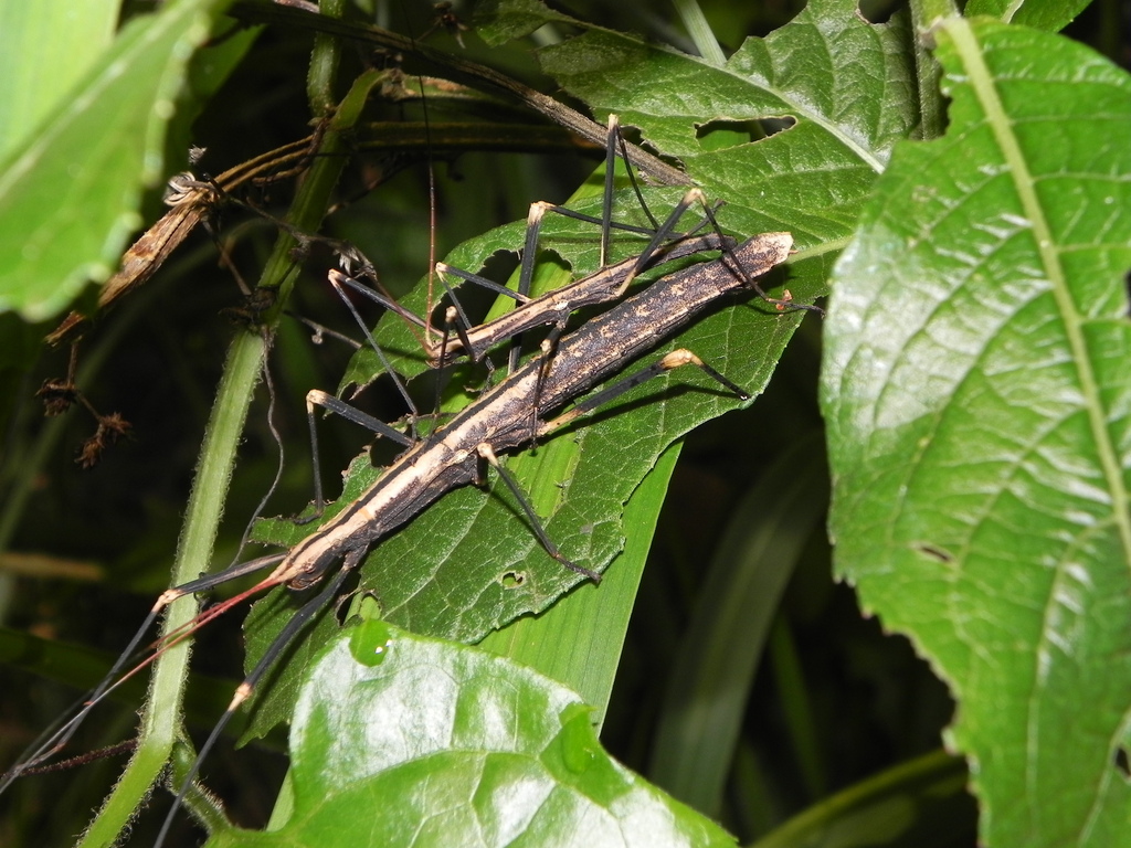 Urucumania pirulai