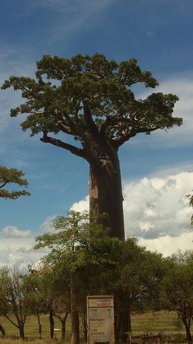 Image of Grandidier's Baobab (Adansonia grandidieri) by no rights reserved