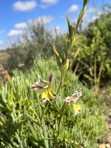 Image of Skull Glad (Gladiolus scullyi) by (c) Charleen Brunke, some rights reserved (CC BY)
