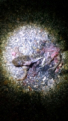 Lithobates areolatus