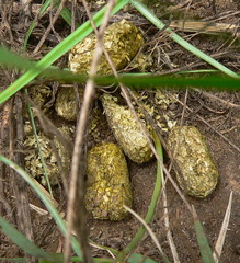 Thryonomys swinderianus