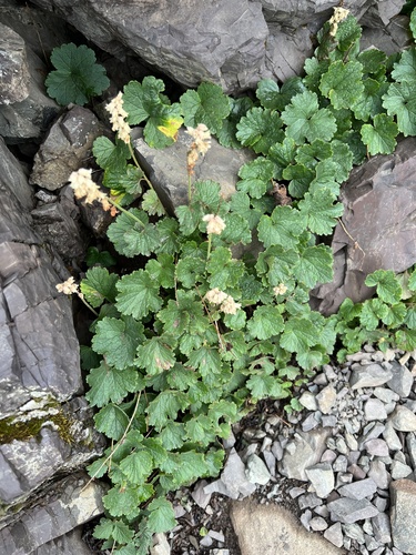 Image of Elmera racemosa by no rights reserved