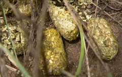 Thryonomys swinderianus