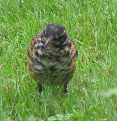 Turdus migratorius image