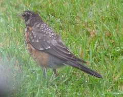Turdus migratorius image