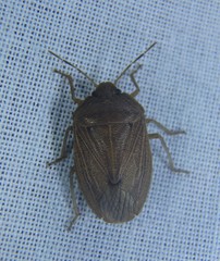Caystrus pallidolimbatus