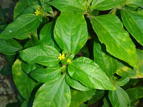 Nodeweed